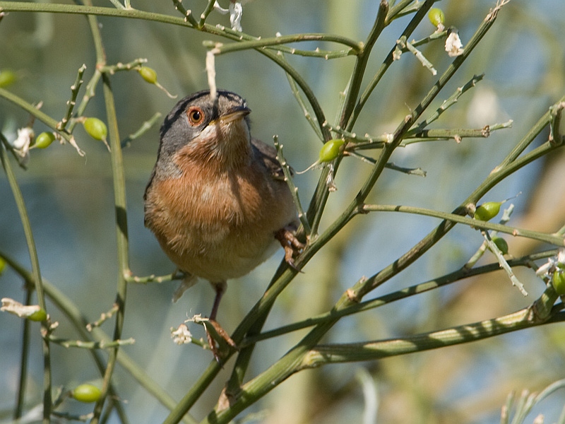 Sylvia cantillans Baardgrasmus Subalpine Warbler